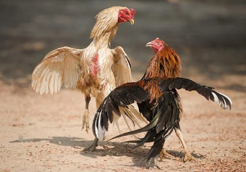 Explore the cockfighting website What is 88?