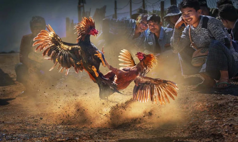 Why choose 88 cockfighting to participate and bet?